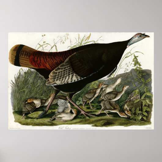 Wild Turkey The Birds of America by James Audubon ポスター (正面)