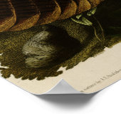 Wild Turkey The Birds of America by James Audubon ポスター (角)
