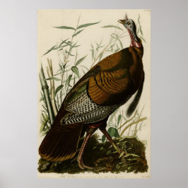 Wild Turkey The Birds of America by James Audubon ポスター