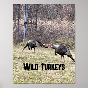 Wild Turkeys Poster ポスター