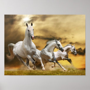 Wild White Horses ポスター