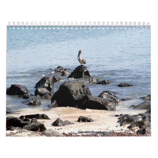 wild world of the Galapagos カレンダー (カバー)