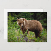 Wilde Grizzlybären in Alaska ポストカード (正面/裏面)