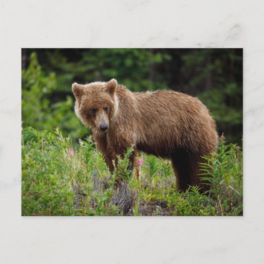 Wilde Grizzlybären in Alaska ポストカード (正面)