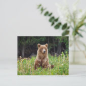 Wilde Grizzlybären in Alaska Postkarte ポストカード (スタンド正面)