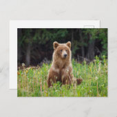 Wilde Grizzlybären in Alaska Postkarte ポストカード (正面/裏面)