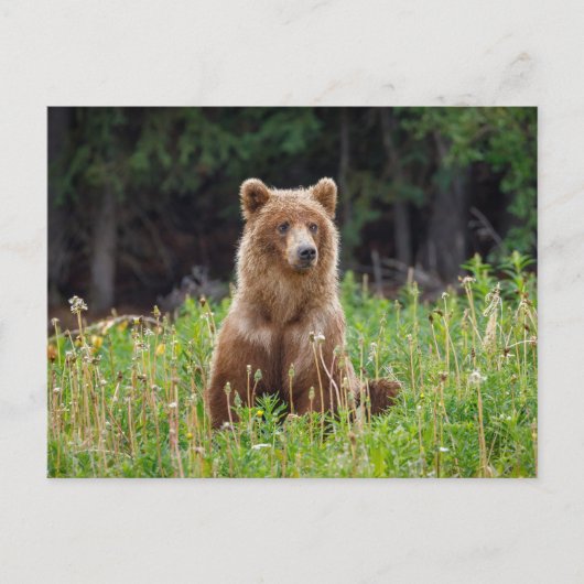 Wilde Grizzlybären in Alaska Postkarte ポストカード (正面)