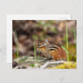 Wilde Streifenhörnchen im Wald ポストカード (正面/裏面)