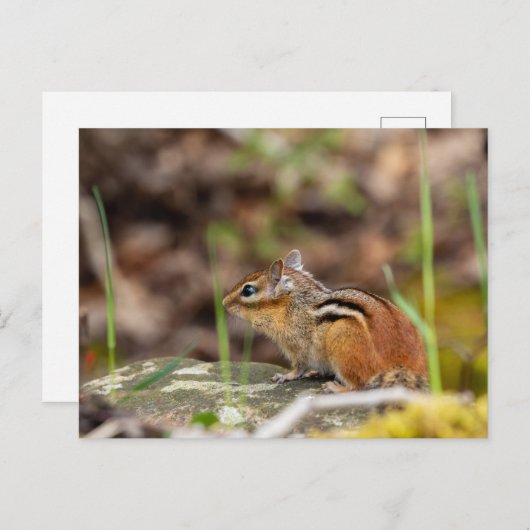 Wilde Streifenhörnchen im Wald ポストカード (正面/裏面)