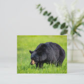 Wilder Schwarzbär in Nordamerika Postkarte ポストカード (スタンド正面)