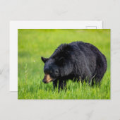 Wilder Schwarzbär in Nordamerika Postkarte ポストカード (正面/裏面)
