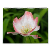 Wildflower Wonders – 自然美の1年 カレンダー (カバー)