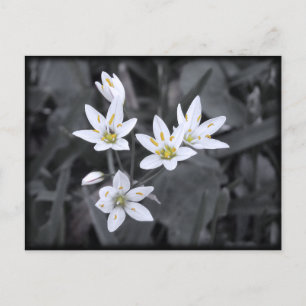 Wildflowersマクロフォトポストカードのクラスター ポストカード