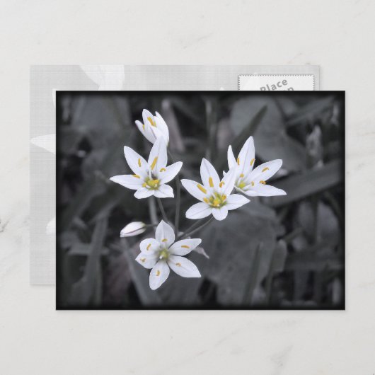 Wildflowersマクロフォトポストカードのクラスター ポストカード (正面/裏面)