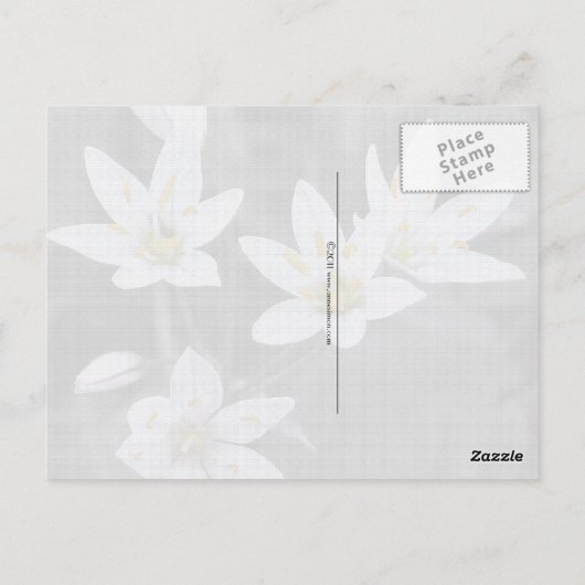 Wildflowersマクロフォトポストカードのクラスター ポストカード (裏面)