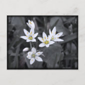 Wildflowersマクロフォトポストカードのクラスター ポストカード (正面)