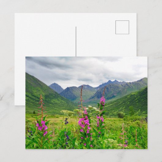 Wildflowers Alaskan Valley ポストカード (正面/裏面)