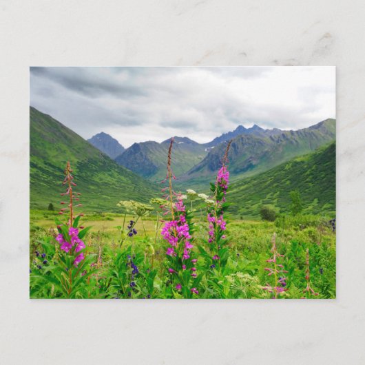 Wildflowers Alaskan Valley ポストカード (正面)