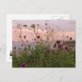 Wildflowers at Dusk ポストカード (正面/裏面)