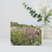 Wildflowers in a Roadside Hedgerow Herefordshire ポストカード (スタンド正面)