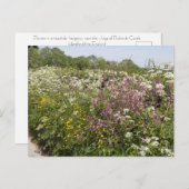 Wildflowers in a Roadside Hedgerow Herefordshire ポストカード (正面/裏面)