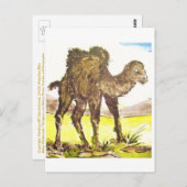 Wildkamel、Wild Camel、Tierkunst、Animal-ARTcard ポストカード (正面/裏面)