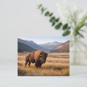 Wildlife American Bison Mountain Landscape ポストカード (スタンド正面)