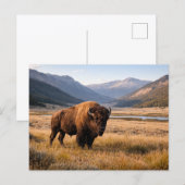 Wildlife American Bison Mountain Landscape ポストカード (正面/裏面)