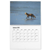 Wildlife Calendar, Red Foxes カレンダー (2月 2026)