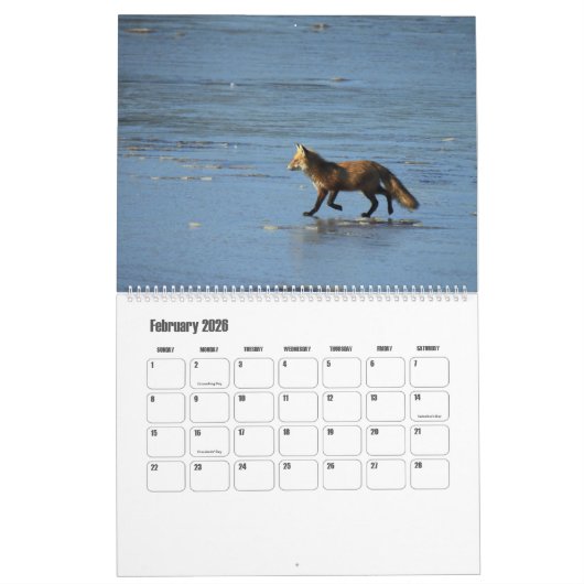 Wildlife Calendar, Red Foxes カレンダー (2月 2026)