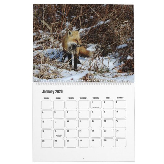 Wildlife Calendar, Red Foxes カレンダー (1月 2026)