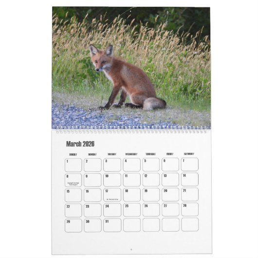 Wildlife Calendar, Red Foxes カレンダー (3月 2026)
