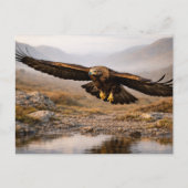 Wildlife Golden Eagle Scottish Highlands ポストカード (正面)