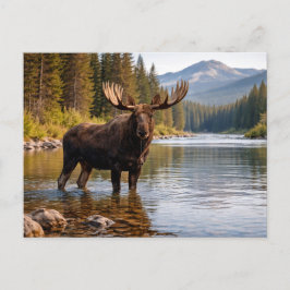 Wildlife Moose Wilderness River ポストカード
