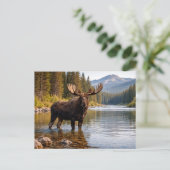 Wildlife Moose Wilderness River ポストカード (スタンド正面)