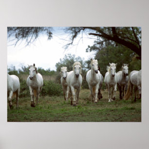 Wildlife Photography Wild Horses Poster 18x24 ポスター