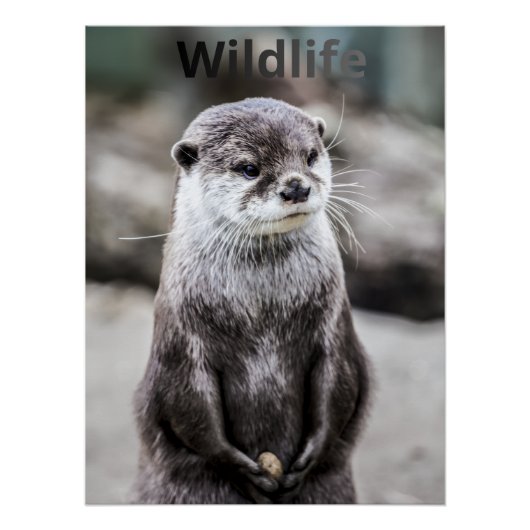 Wildlife Poster ポスター (正面)
