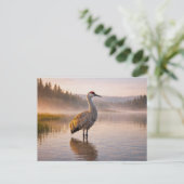 Wildlife Sandhill Crane Wetland ポストカード (スタンド正面)