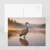 Wildlife Sandhill Crane Wetland ポストカード (正面/裏面)