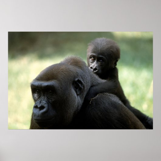Wildlife Set - Gorilla Close-up Poster ポスター (正面)