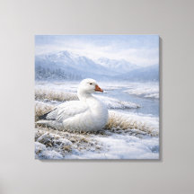 Wildlife Snow Goose Winter