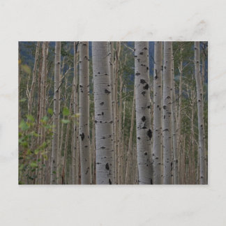 Will Bの無料署名のはがき ポストカード