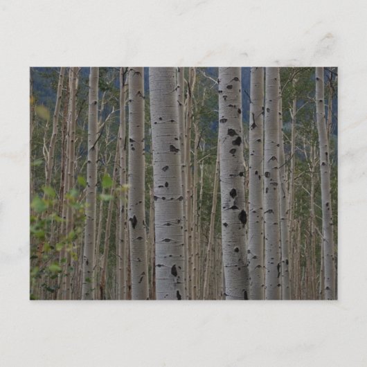 Will Bの無料署名のはがき ポストカード (正面)