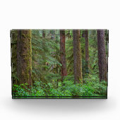 Willamette National Forest | Oregon フォトブロック (正面)