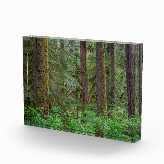 Willamette National Forest | Oregon フォトブロック (右)