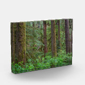 Willamette National Forest | Oregon フォトブロック (左)