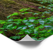 Willamette National Forest | Oregon ポスター (角)