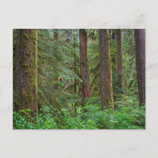 Willamette National Forest | Oregon ポストカード (正面)
