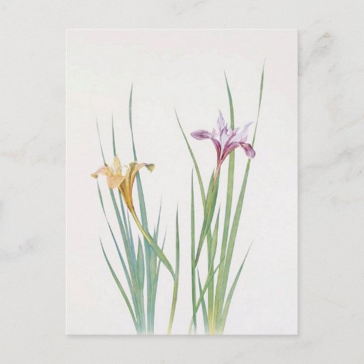 William Dykesによるアイリスマクロサイフォン ポストカード (正面)