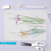 William Dykesによるアイリスマクロサイフォン 薄葉紙 (クラフト)